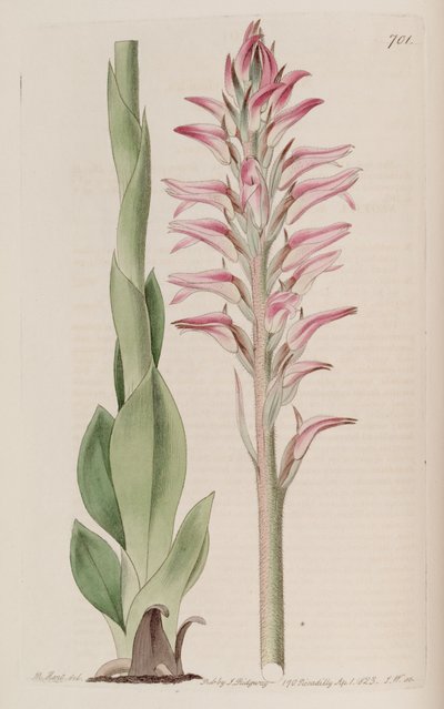 Illustration de Sacoila lanceolata - M. Hart